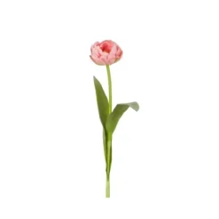 Marie Dumas Open Pink Tulip